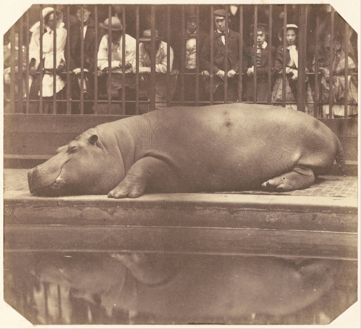 Flodhest ved Zoological Gardens, Regent