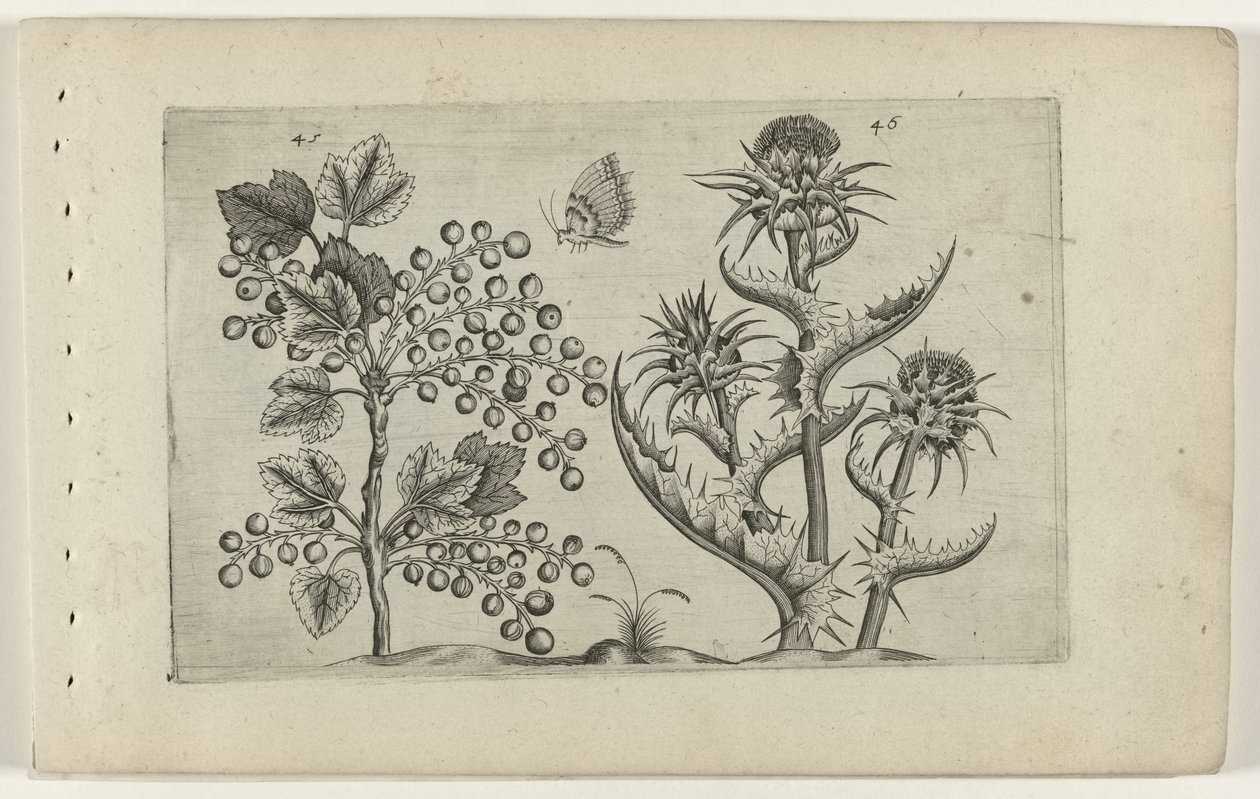 Aalbes og Mariadistel Know the Lilies (serietittel) av Crispijn van de Passe (I) (attributed to)