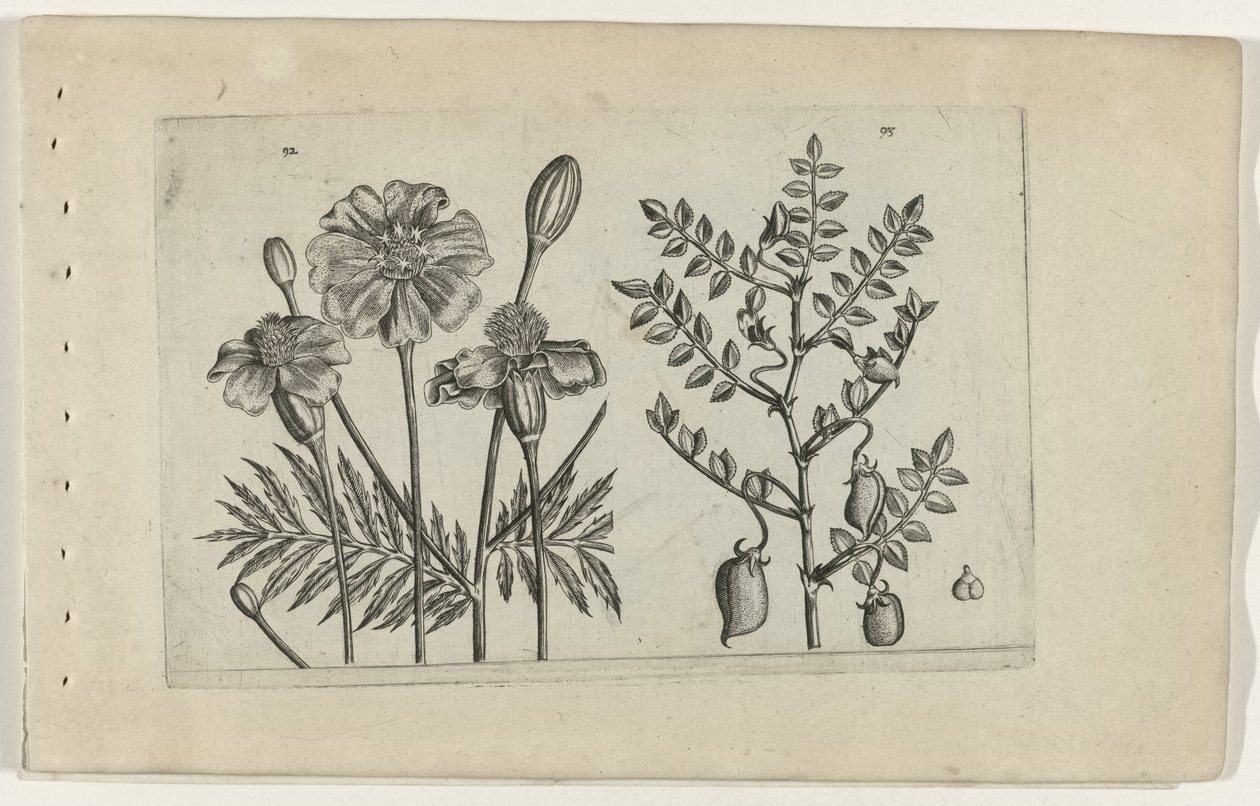 Tagetes og kikerter Cognoscite lilia (serietittel) av Crispijn van de Passe (I) (attributed to)