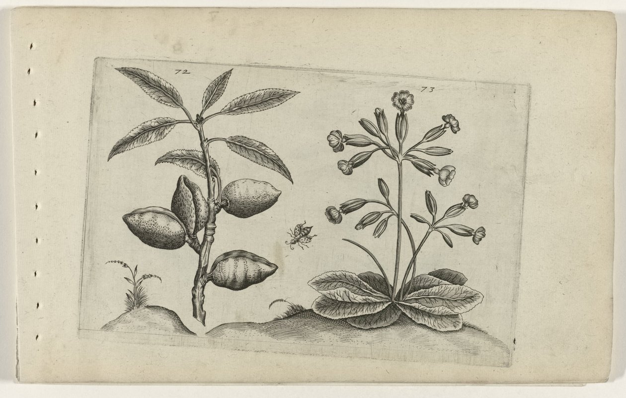 Amandelboom en gulden nøkkelbloem Know the Lilies (serietittel) av Crispijn van de Passe (I) (attributed to)