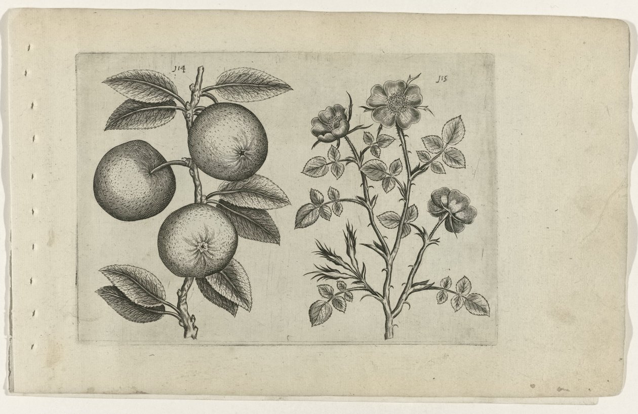 Eple og hunderose Cognoscite lilia (serietittel) av Crispijn van de Passe (I) (attributed to)