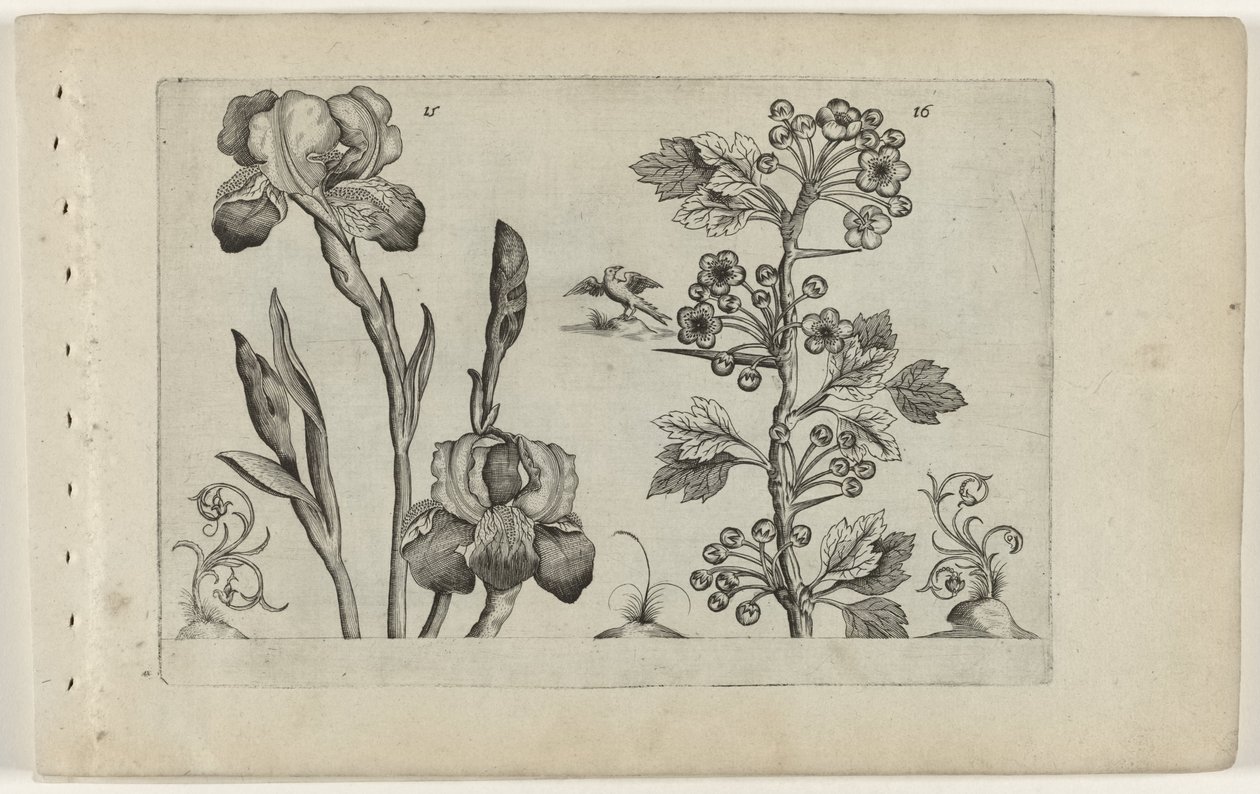 Bardiris og coralmeidoorn Cognoscite Lily (serietittel) av Crispijn van de Passe (I) (attributed to)