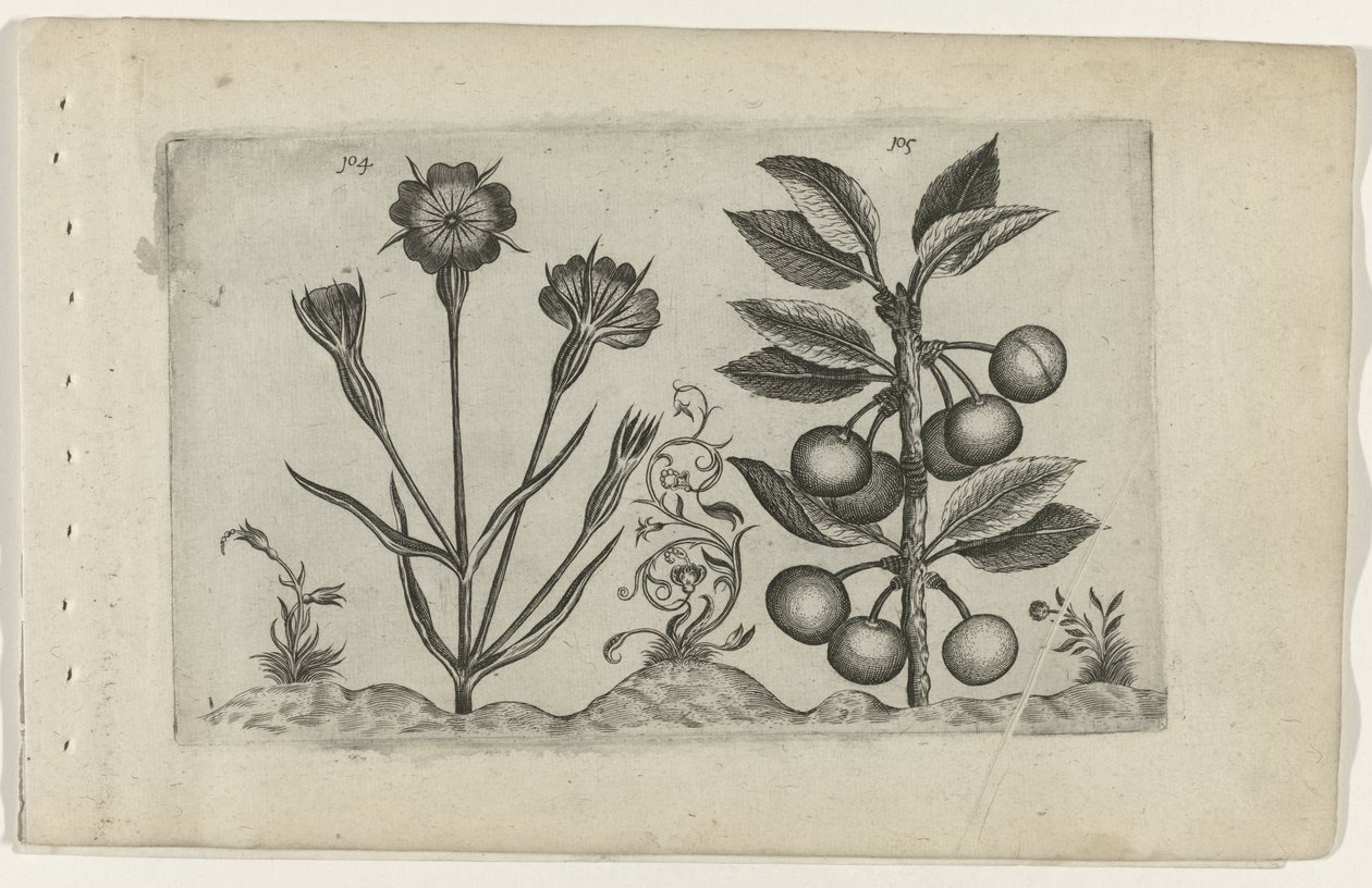 Bolderik en zure kers Know the Lilies (serietittel) av Crispijn van de Passe (I) (attributed to)