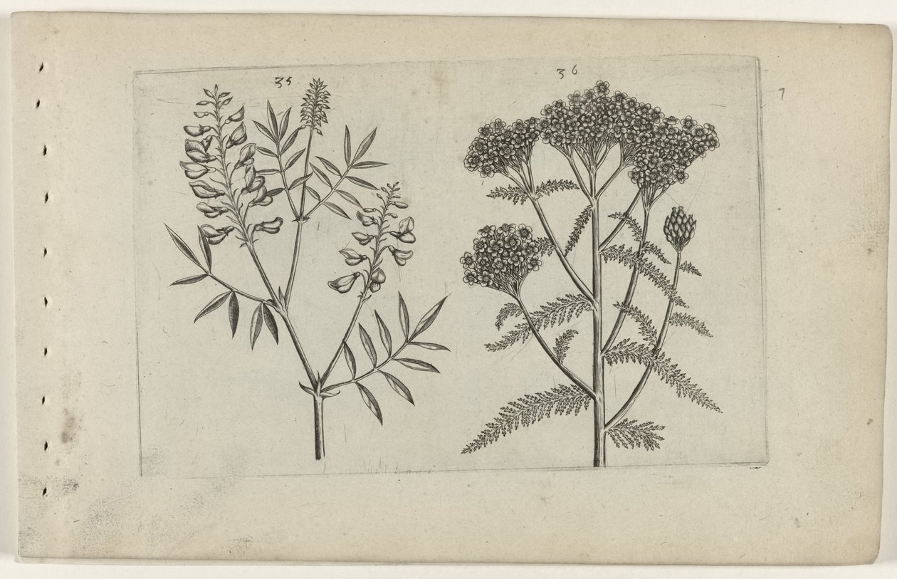 Boswikke en tuizendblad Know the Lilies (serietittel) av Crispijn van de Passe (I) (attributed to)