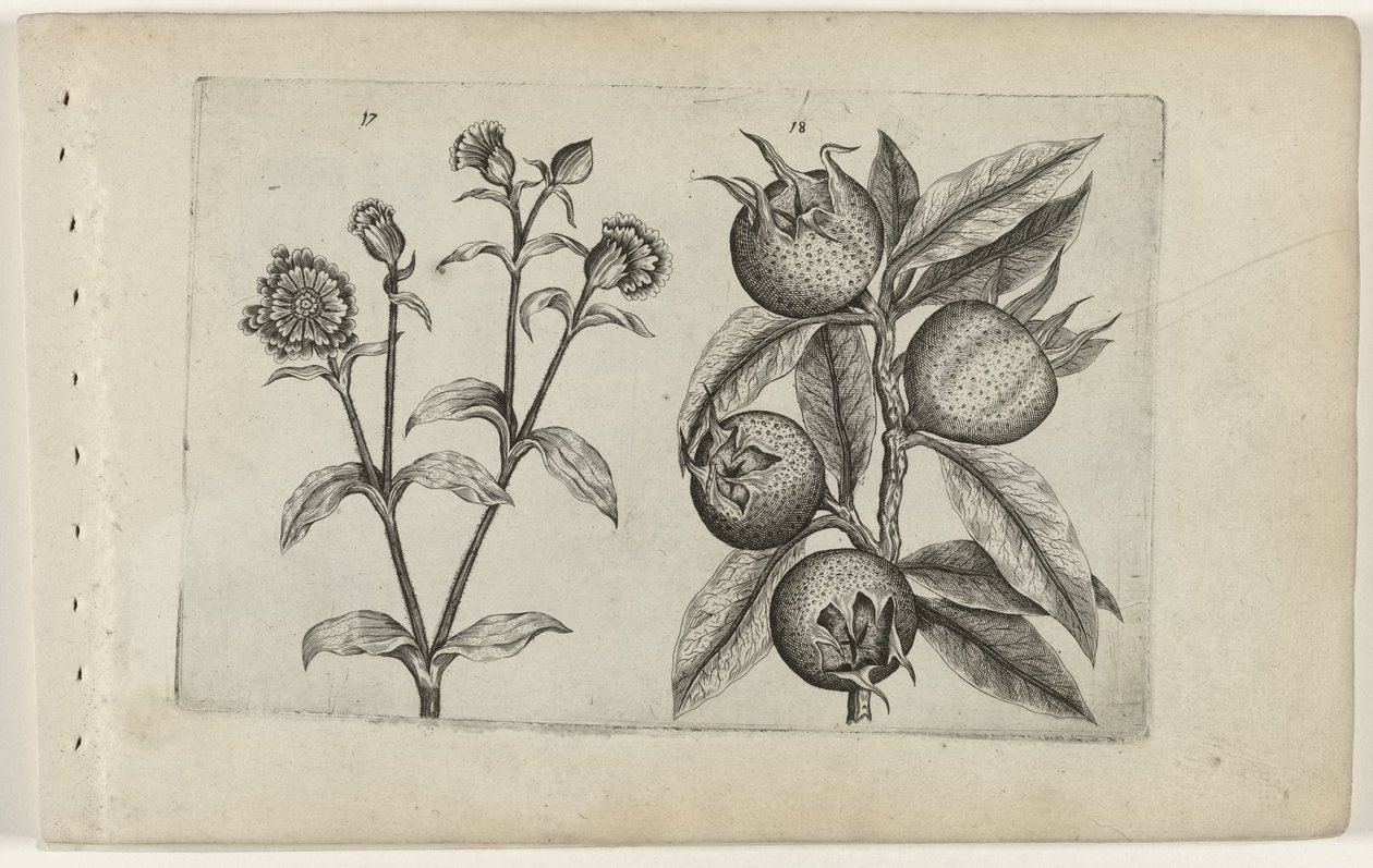 Gjøkeblomst og mispel Cognoscite lilia (serietittel) av Crispijn van de Passe (I) (attributed to)