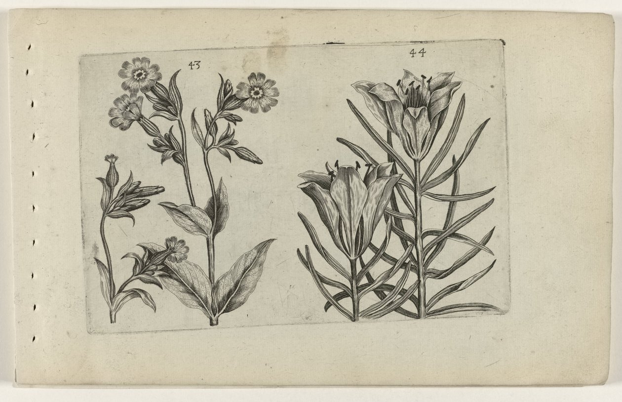 Daggjøkeblomst og ruglilje Cognoscite lilia (serietittel) av Crispijn van de Passe (I) (attributed to)