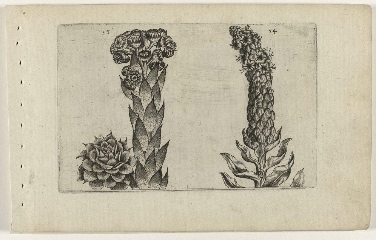 Thunderblade og mullein Cognoscite lilia (serietittel) av Crispijn van de Passe (I) (attributed to)