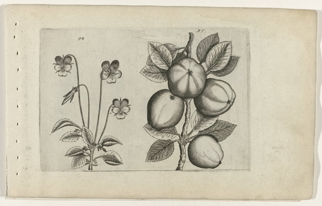Trefarget fiolett og eple Cognoscite lilia (serietittel) av Crispijn van de Passe (I) (attributed to)