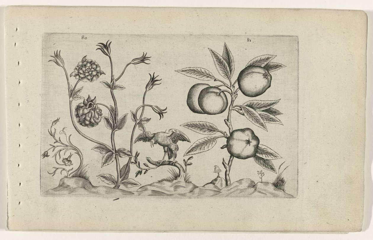 Dubbele akelei en appel Know the Lilies (serietittel) av Crispijn van de Passe (I) (attributed to)