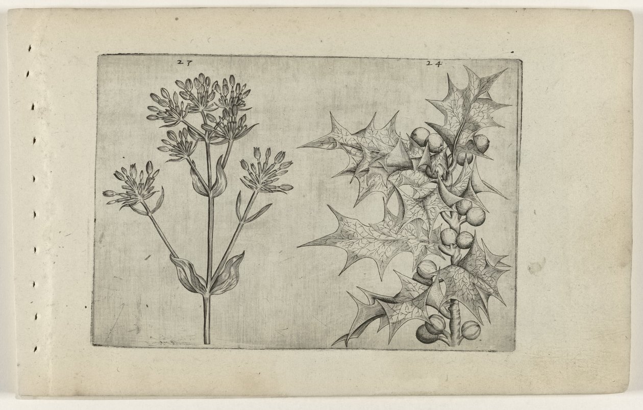 Centaury(?) og Holly Cognoscite lilia (serietittel) av Crispijn van de Passe (I) (attributed to)