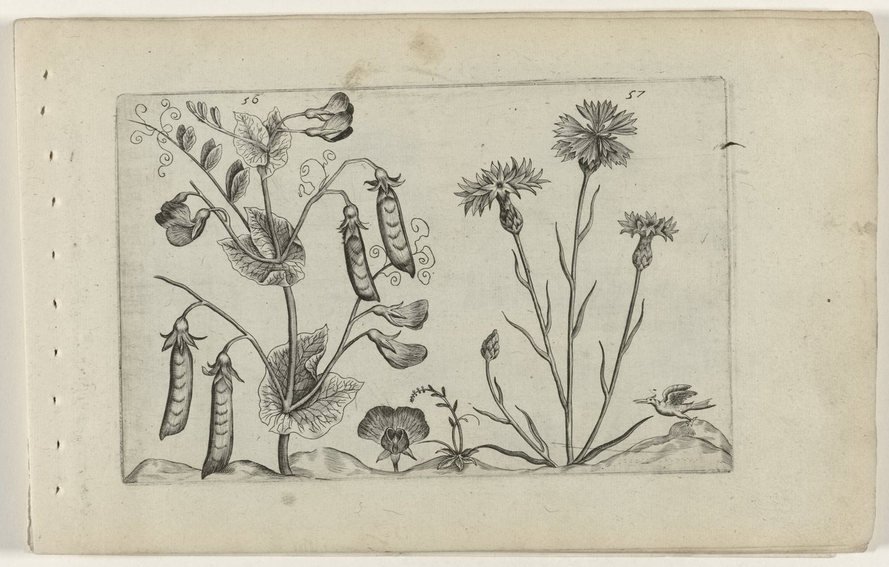 Erwt en korenbloem Know the Lilies (serietittel) av Crispijn van de Passe (I) (attributed to)