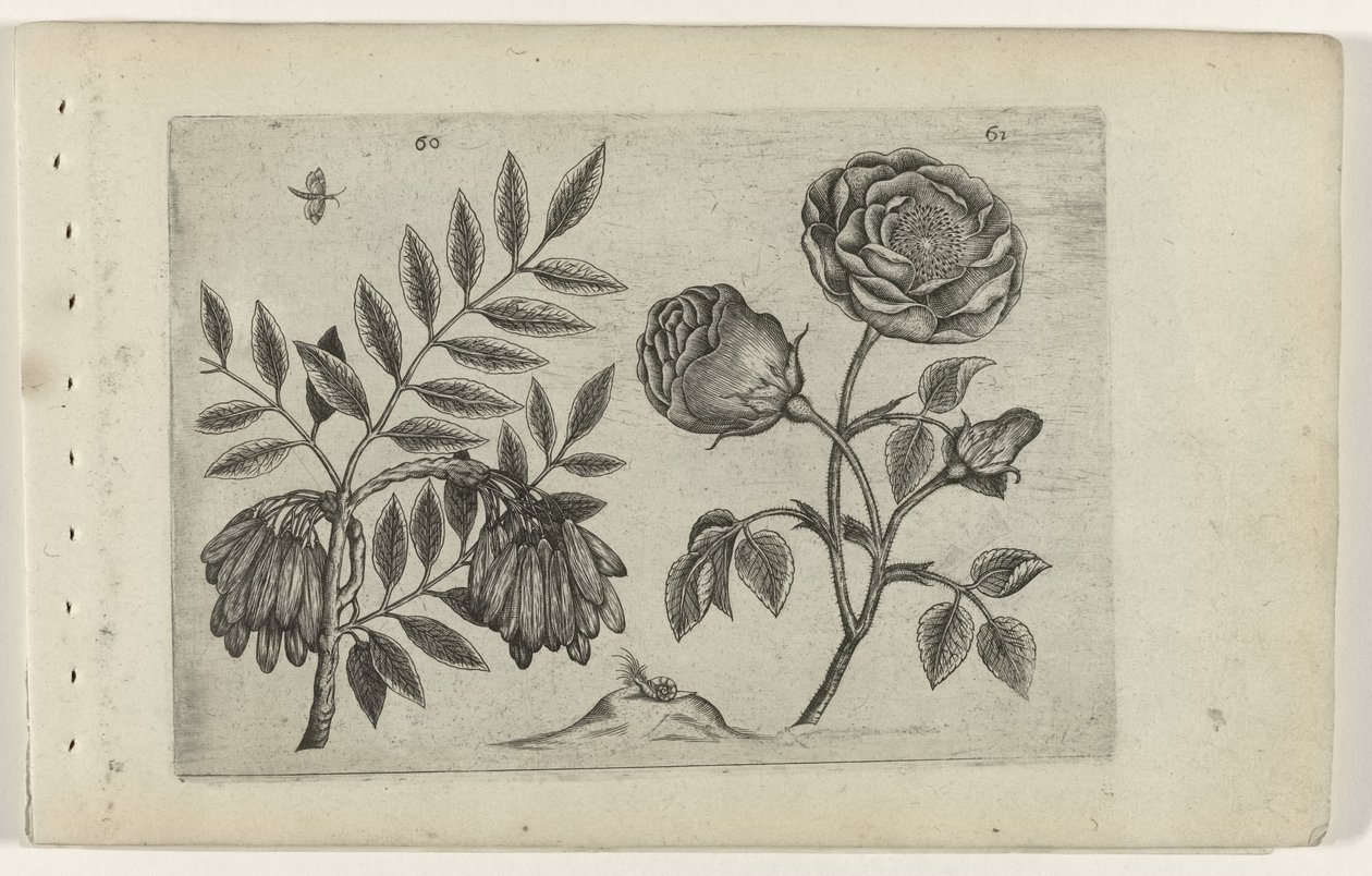 Es en roos Know the lilies (serietittel) av Crispijn van de Passe (I) (attributed to)
