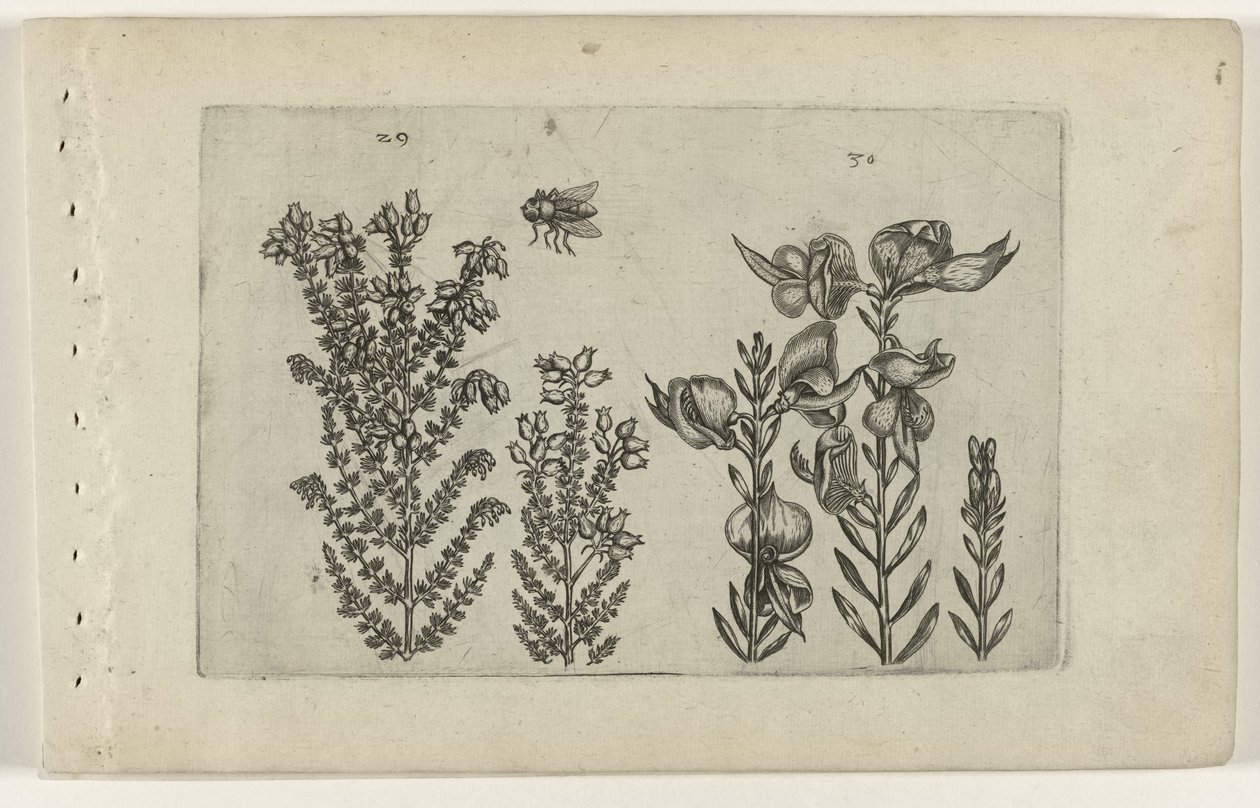Vanlig lynghei og kostebusk Cognoscite lilia (serietittel) av Crispijn van de Passe (I) (attributed to)