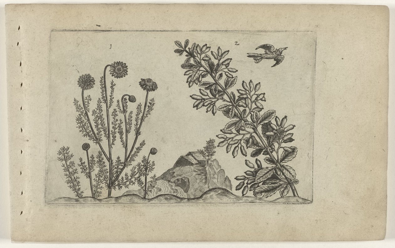 Gewone kamille en zuurbes Know the Lilies (serietittel) av Crispijn van de Passe (I) (attributed to)