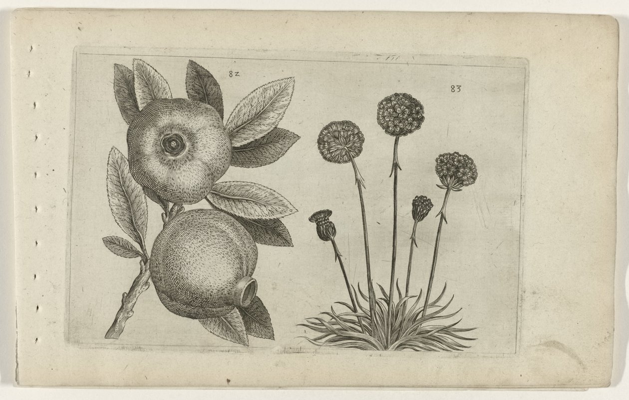 Granaatappel en Engelsk gras Know the Lilies (serietittel) av Crispijn van de Passe (I) (attributed to)