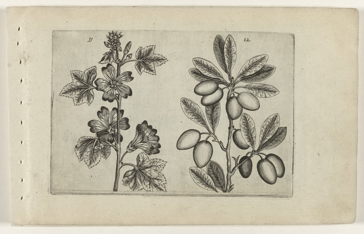 Stor malve og oliventre Cognoscite lilia (serietittel) av Crispijn van de Passe (I) (attributed to)