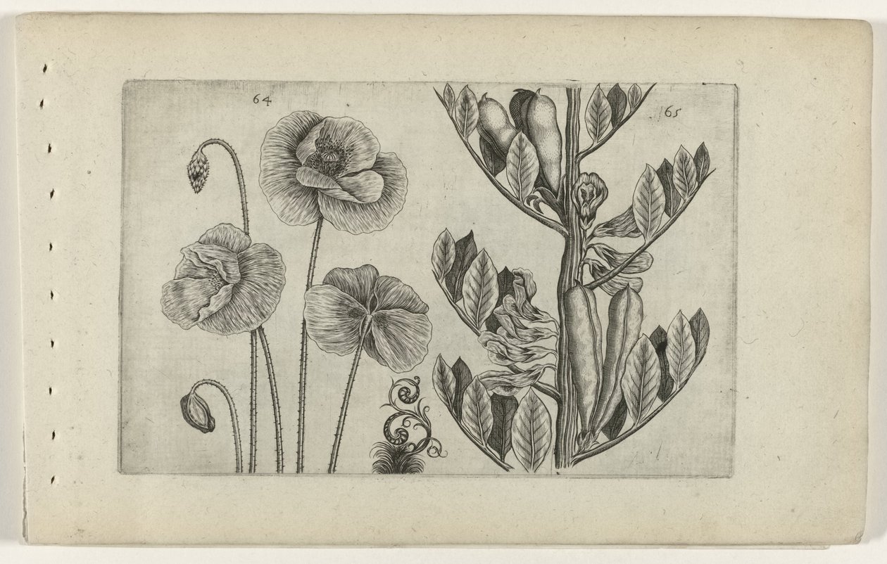 Stor valmue og bondebønne Cognoscite lilia (serietittel) av Crispijn van de Passe (I) (attributed to)