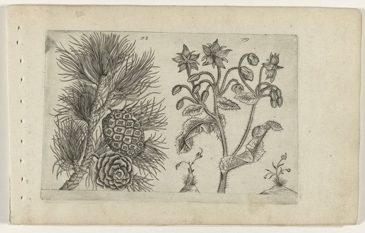 Grove den en bernagie Know the Lilies (serietittel) av Crispijn van de Passe (I) (attributed to)