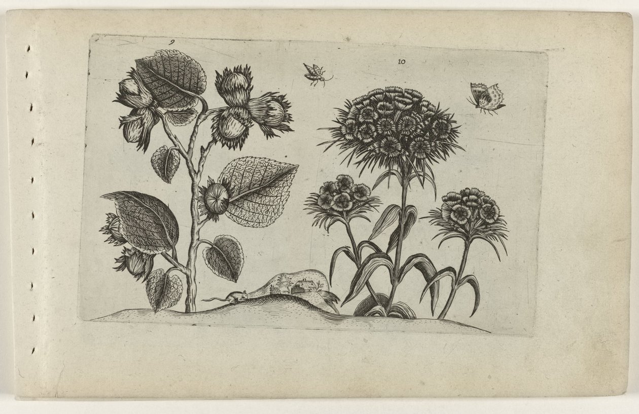 Hazel og Sweet William Cognoscite lilia (serietittel) av Crispijn van de Passe (I) (attributed to)
