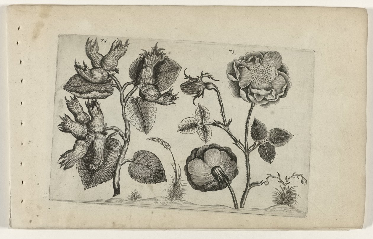 Hazelaar i roser Cognoscite Lily (serietittel) av Crispijn van de Passe (I) (attributed to)