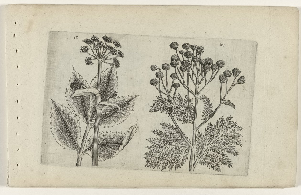 Hertswortel en boerenwormkruid Know the Lilies (serietittel) av Crispijn van de Passe (I) (attributed to)