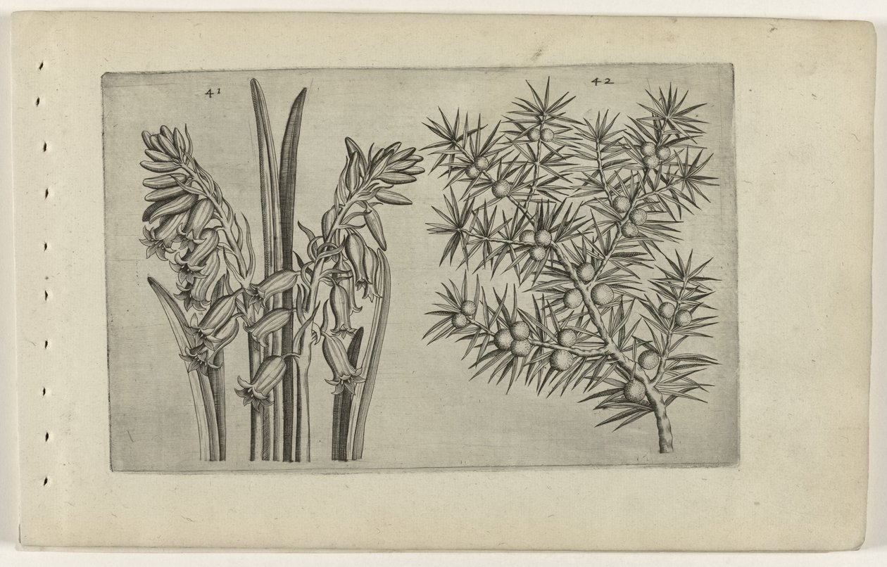 Hyacint og jenerbes Know the Lilies (serietittel) av Crispijn van de Passe (I) (attributed to)