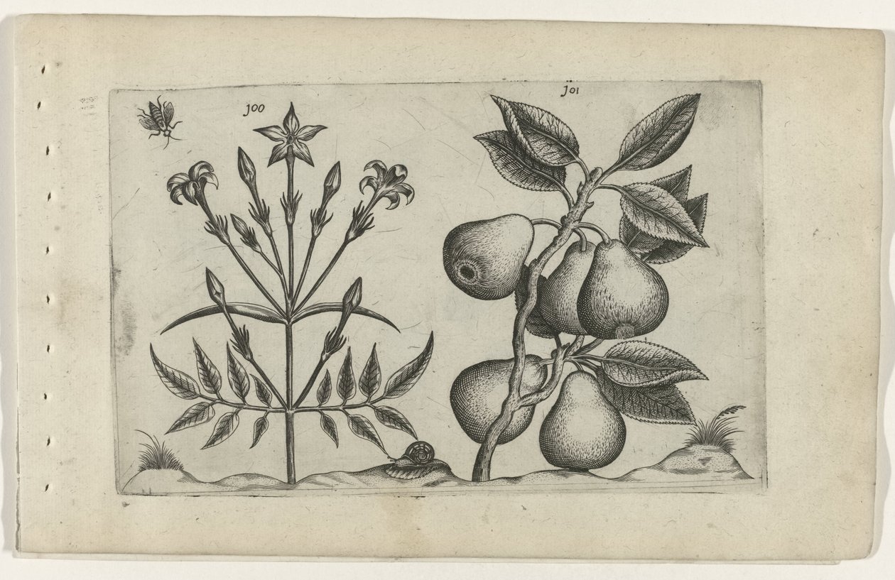 Jasmin og pære Cognoscite lilia (serietittel) av Crispijn van de Passe (I) (attributed to)