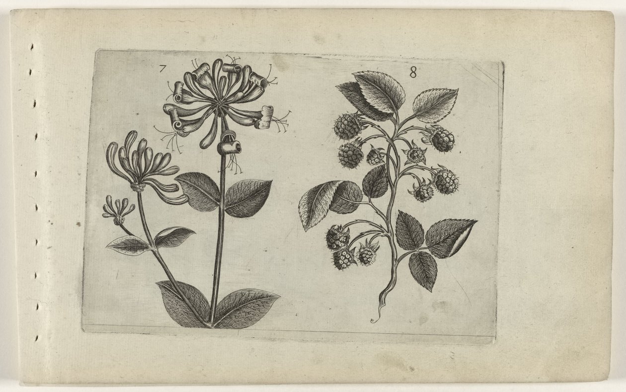 Kamperfoelie en framboos Know the Lilies (serietittel) av Crispijn van de Passe (I) (attributed to)
