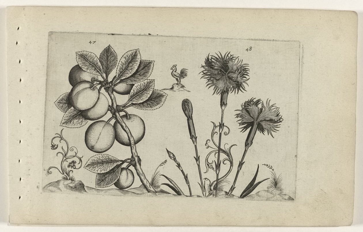 Kerspruit og tuinanjer Know the Lilies (serietittel) av Crispijn van de Passe (I) (attributed to)