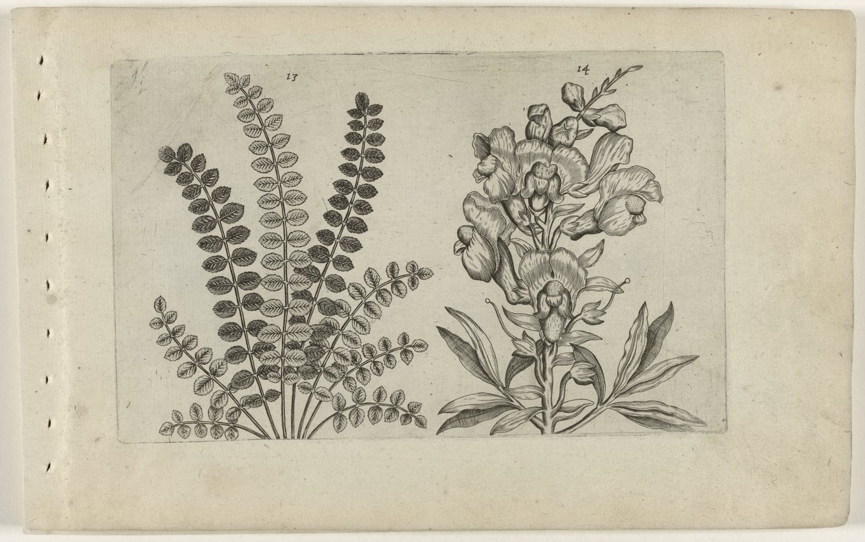 Liten pimpernel og stor snapper Cognoscite Lilia (serietittel) av Crispijn van de Passe (I) (attributed to)