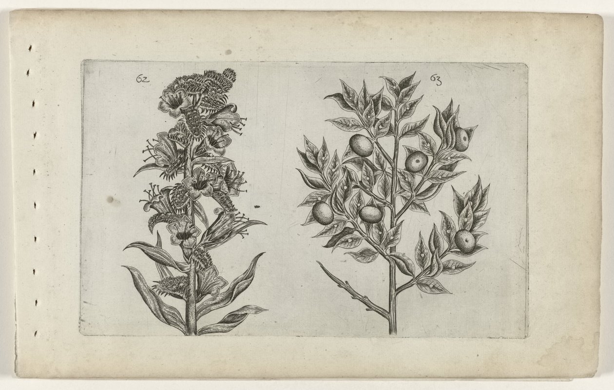Kromhals en muisdoorn Know the Lilies (serietittel) av Crispijn van de Passe (I) (attributed to)