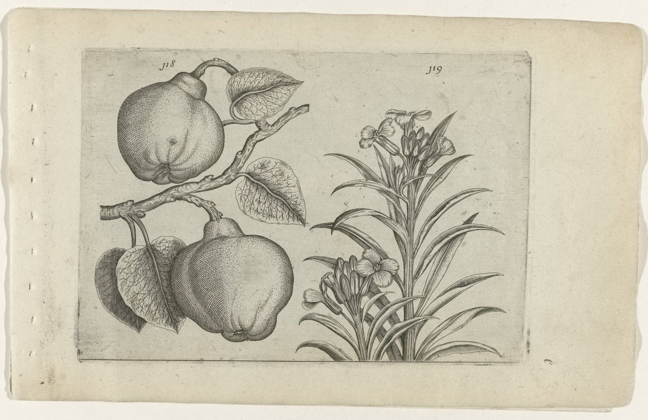 Kweepeer og muurbloem Cognoscite Lily (serietittel) av Crispijn van de Passe (I) (attributed to)