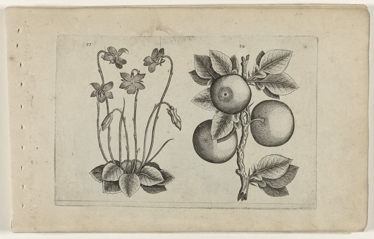 Mars fiolett og oransje Cognoscite lilia (serietittel) av Crispijn van de Passe (I) (attributed to)