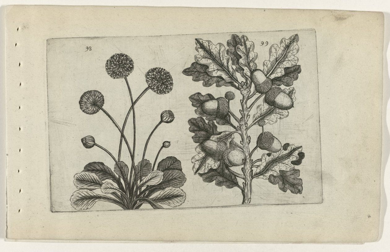 Daisy og stilk eik Cognoscite lilia (serietittel) av Crispijn van de Passe (I) (attributed to)