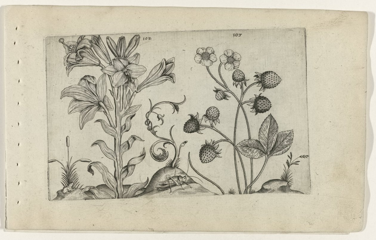 Madonnalelie en jordbei Know the Lilies (serietittel) av Crispijn van de Passe (I) (attributed to)