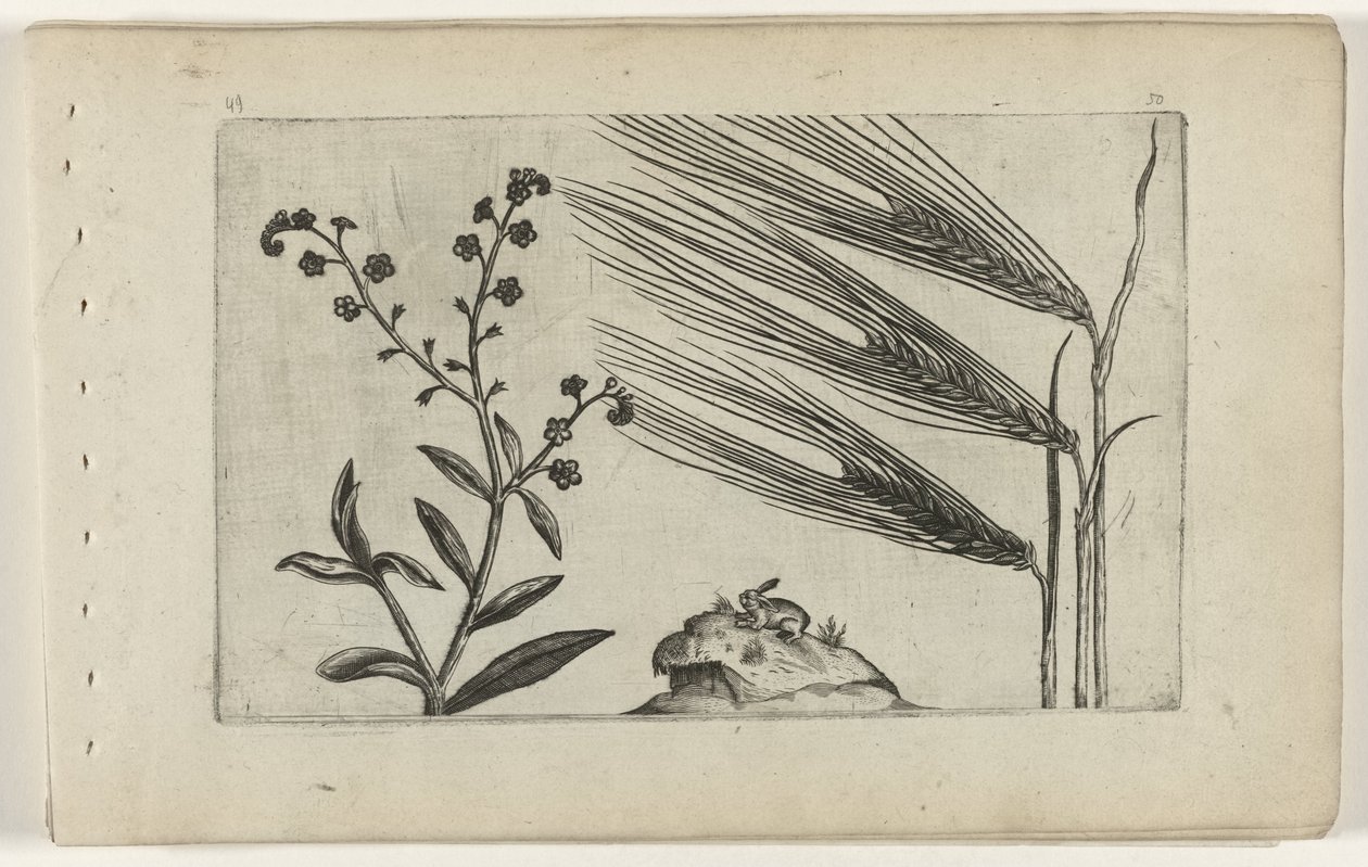 Sumpforglemmigei og bygg Cognoscite lilia (serietittel) av Crispijn van de Passe (I) (attributed to)