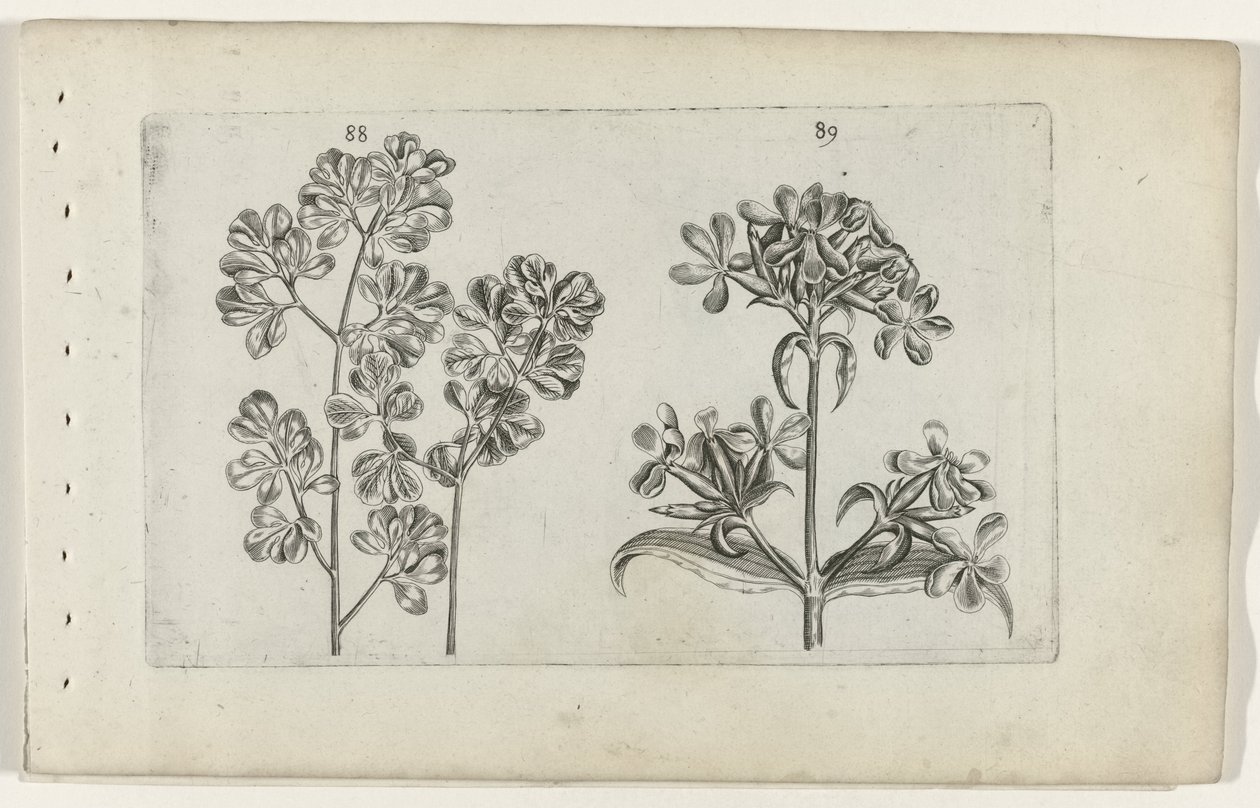 Veggbregne og såpeurt Cognoscite lilia (serietittel) av Crispijn van de Passe (I) (attributed to)