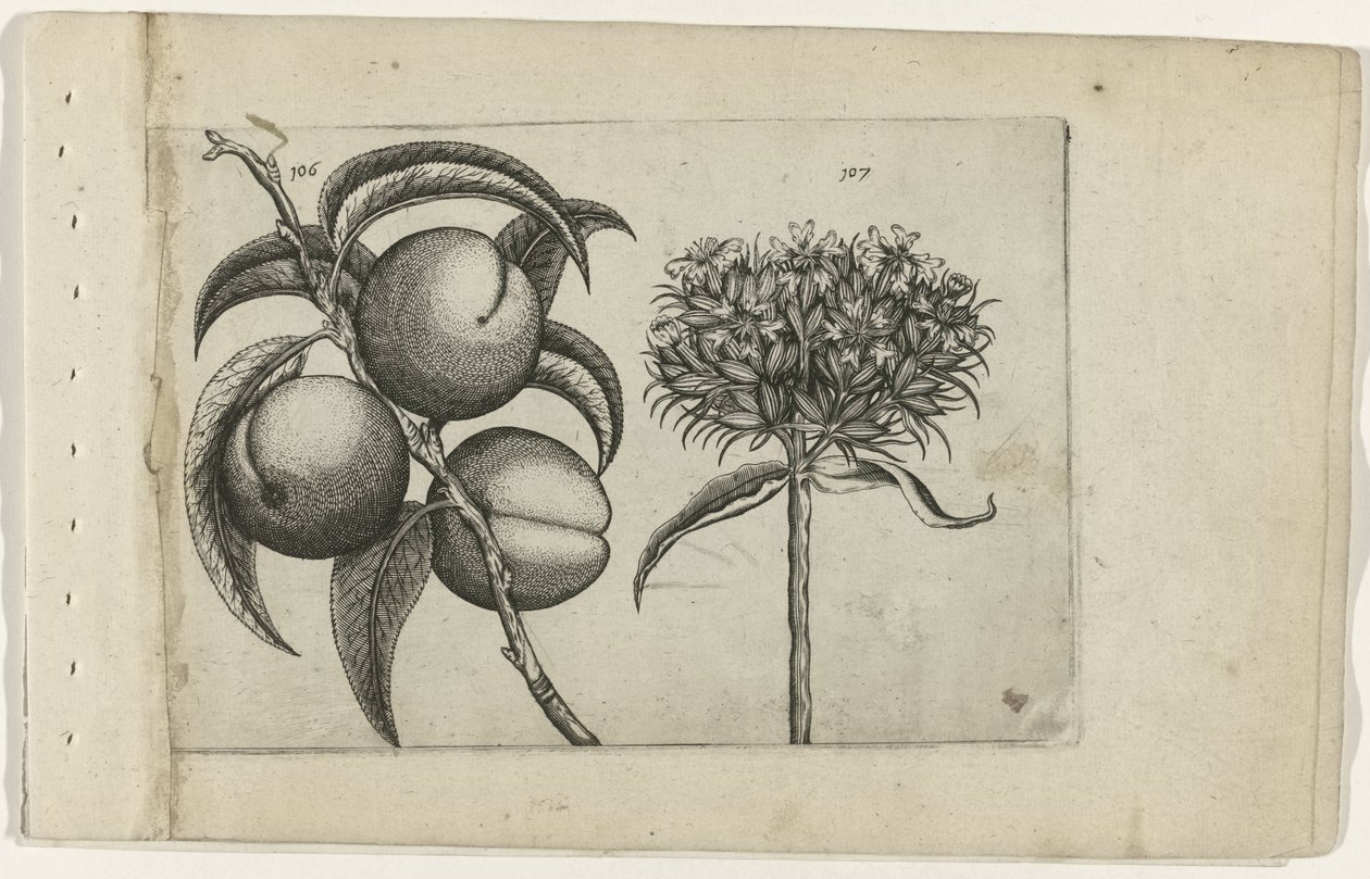 Fersken og brennende kjærlighet Cognoscite lilia (serietittel) av Crispijn van de Passe (I) (attributed to)