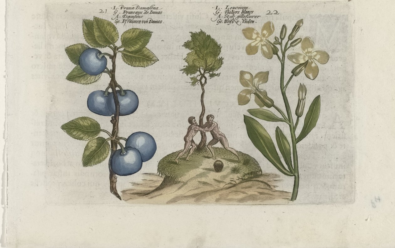 Pruim en muurbloem Pruna Damasena / Leucojum (tittel på objekt) Know the Lilies (serietittel) av Crispijn van de Passe (I) (attributed to)