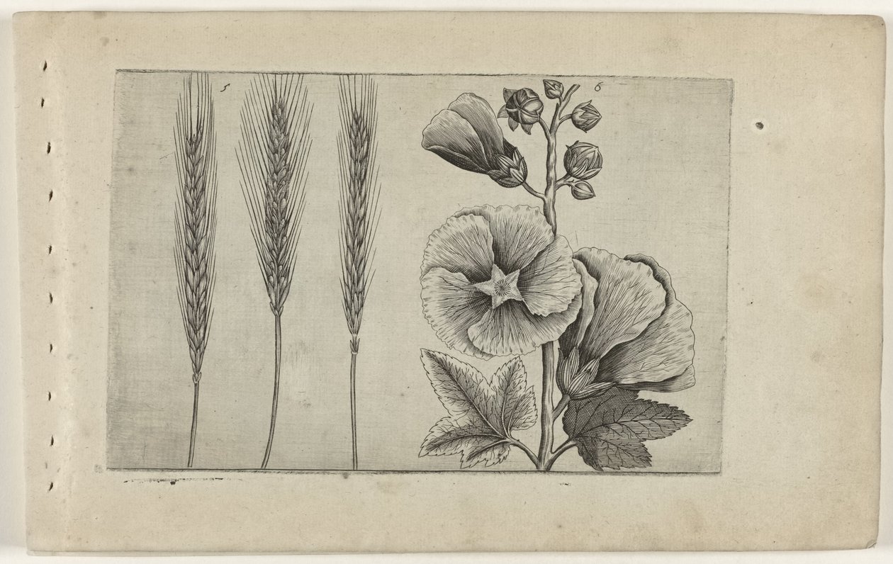 Rogge en stokroos Know the Lilies (serietittel) av Crispijn van de Passe (I) (attributed to)