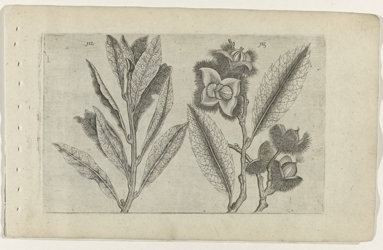 Salie en tamme kastanje Know the Lilies (serietittel) av Crispijn van de Passe (I) (attributed to)