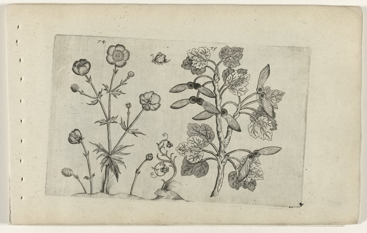 Skarp smørblomst og åkerlønn Cognoscite lilia (serietittel) av Crispijn van de Passe (I) (attributed to)