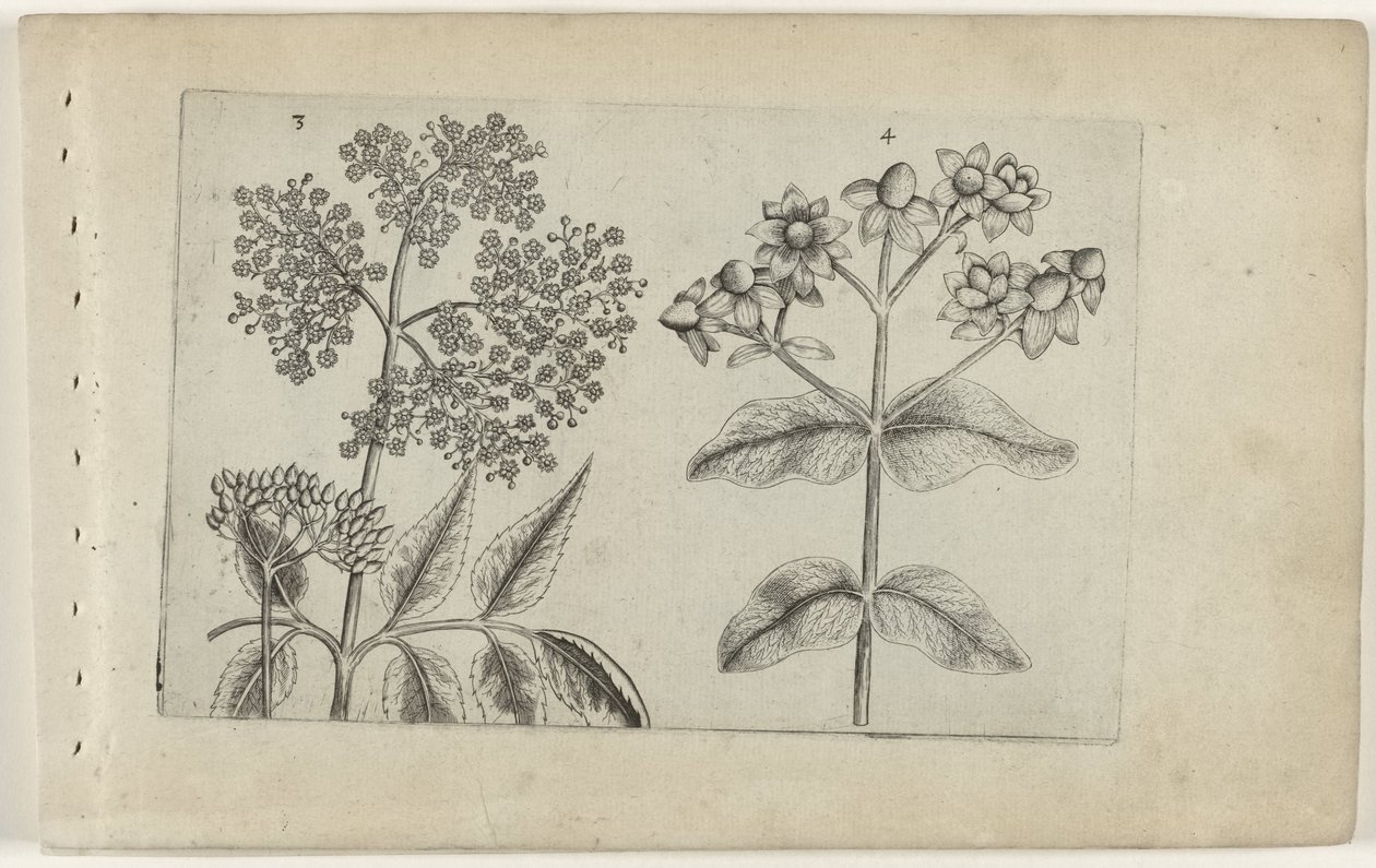 Sering en mansbloed Know the Lilies (serietittel) av Crispijn van de Passe (I) (attributed to)