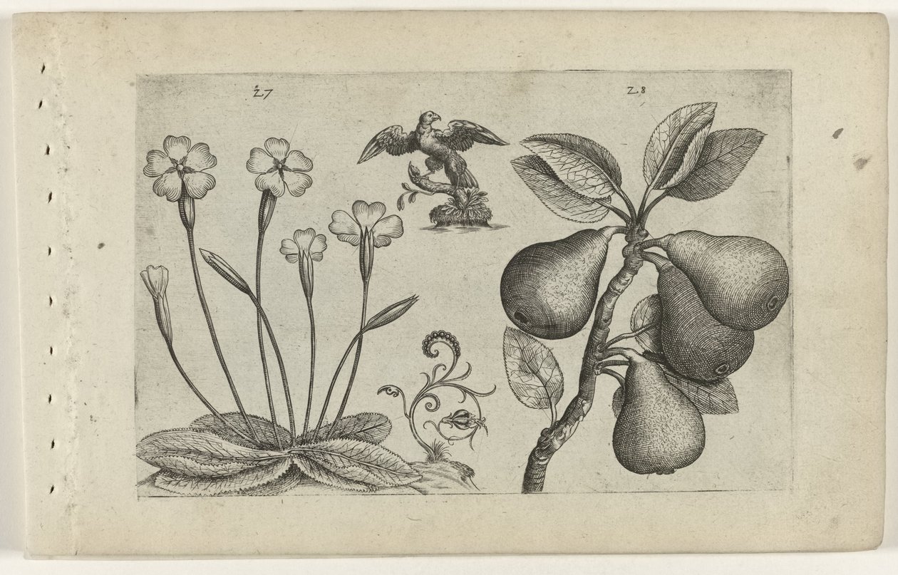 Sleutelbloem en peer Know the Lilies (serietittel) av Crispijn van de Passe (I) (attributed to)