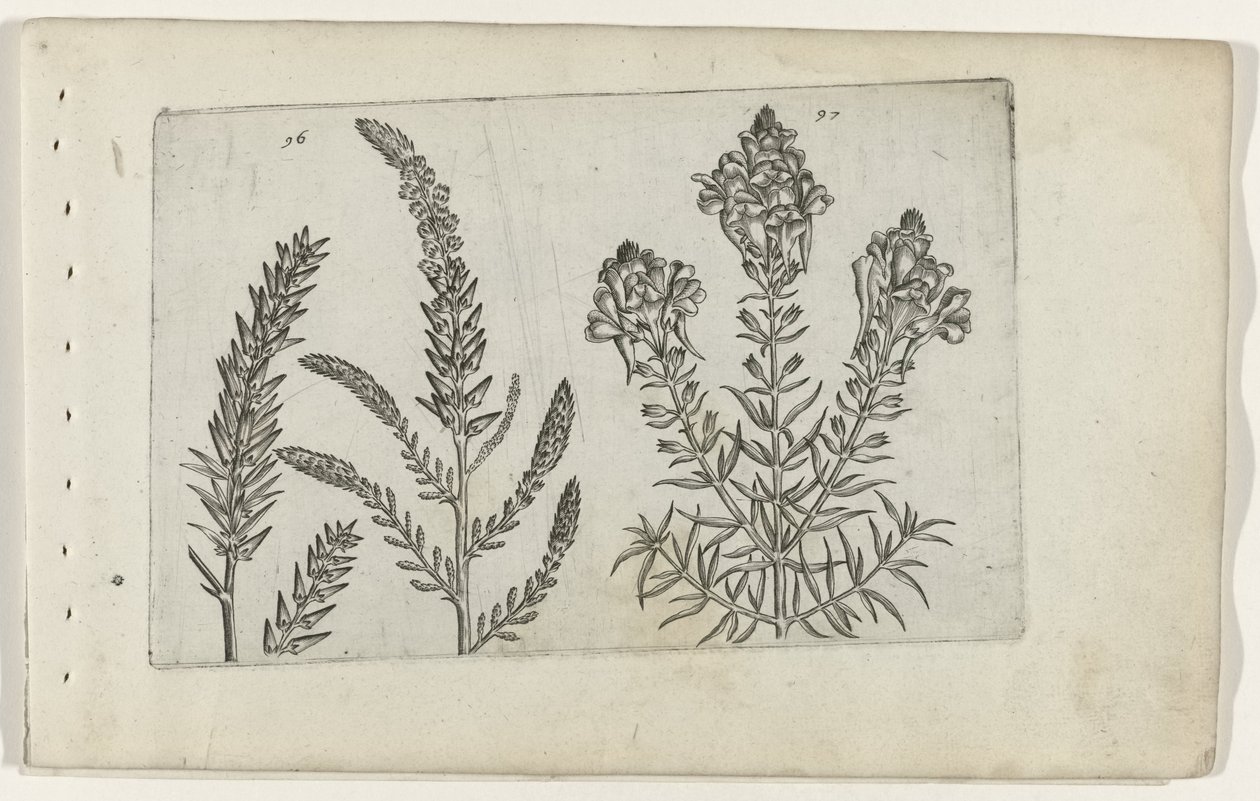 Tamarisk en vlasbekje Know the Lilies (serietittel) av Crispijn van de Passe (I) (attributed to)
