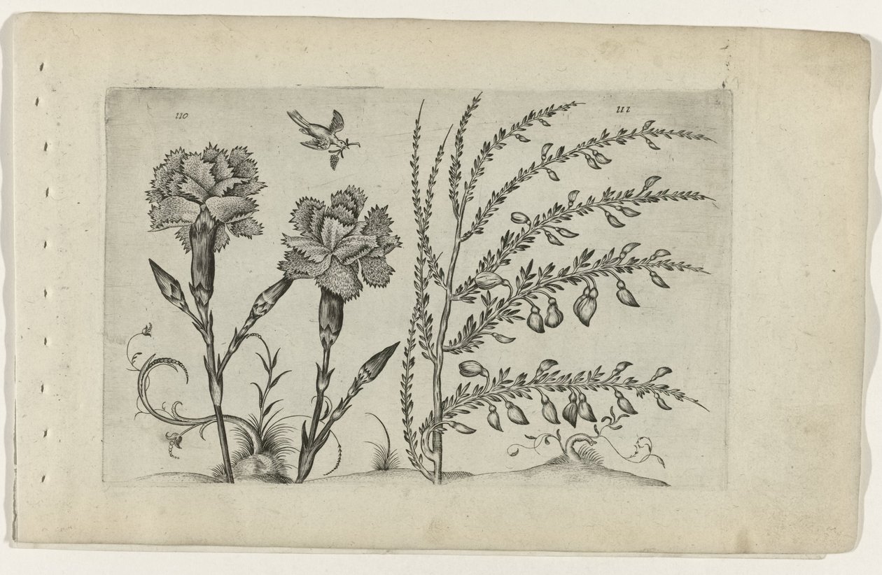 Tuinanjer en brem Know the Lilies (serietittel) av Crispijn van de Passe (I) (attributed to)