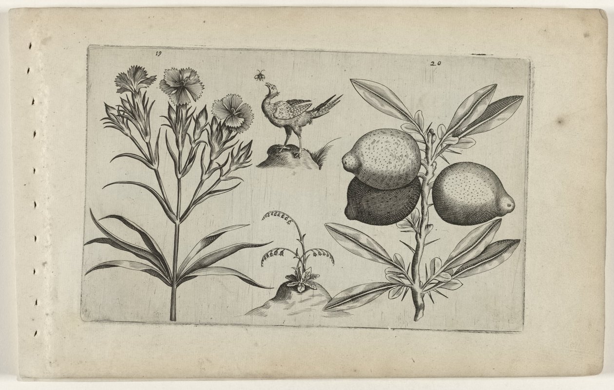 Tuinanjer en citroen Know the Lilies (serietittel) av Crispijn van de Passe (I) (attributed to)