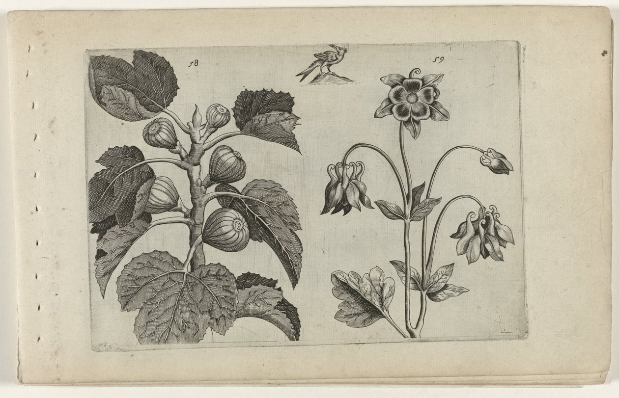 Fikentre og vill akelei Cognoscite lilia (serietittel) av Crispijn van de Passe (I) (attributed to)