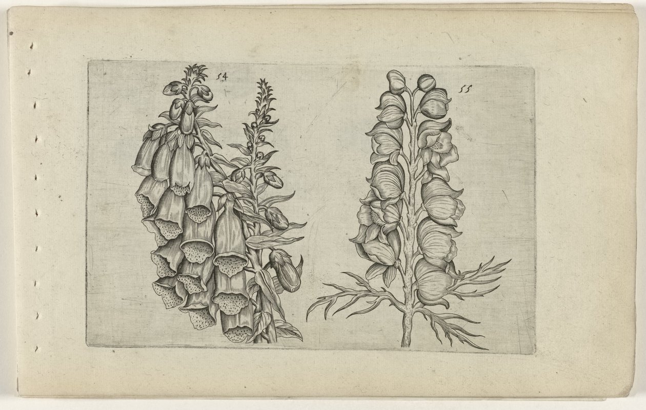 Revebjelle og blå munkeskap Cognoscite lilia (serietittel) av Crispijn van de Passe (I) (attributed to)