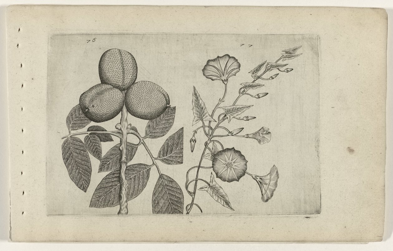 Walnootboom en akkerwinde Know the Lilies (serietittel) av Crispijn van de Passe (I) (attributed to)
